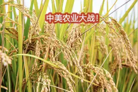 中美农业大战：美国手已经伸到脖子上，我国3000亿收购先正达应战图片
