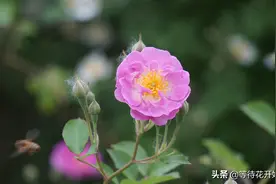 小蜜蜂采蜜中，万花丛中过片叶不沾身图片