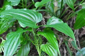 王药师说本草-那种可以药虱子的百部图片