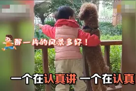 萌娃“跨物种交流”，与狗狗并肩看风景：一个认真讲，一个认真听图片
