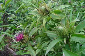 白术民种植中药材，田间管理不容忽视，这样才能有效提高经济效益图片