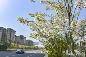 漯河市区又有一处赏花胜地，你去了吗？图片