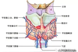 甲状腺经典解剖（总结全面，值得收藏）图片