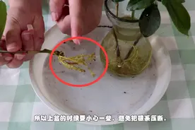 水培栀子花生根后，上盆移栽注意几点，成活率高服盆快图片