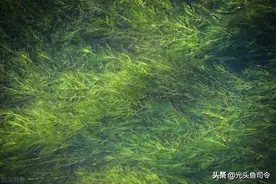 水草“之殇”！捞走的是草，带走的是水和鱼的“命脉”图片