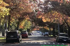 秋天把墨尔本东区的几条马路染成了金黄色。图片