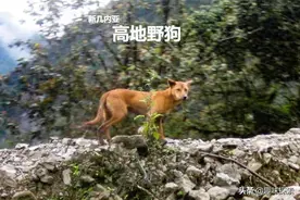 消亡47年、绝种30年生物为何出现，违反了规律？好事还是坏事图片