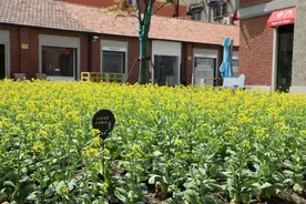 【花开长宁】百年愚园路上，油菜花田竞相开放了！微风不燥，阳光正好，你还不快快前来拍照打卡？ ​​​​图片