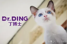 养猫必看！人猫共患的常见疾病，真的那么可怕吗？图片
