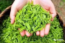 【莒南伴手礼】莒南绿茶：南有杭州龙井，北有沂蒙玉芽图片