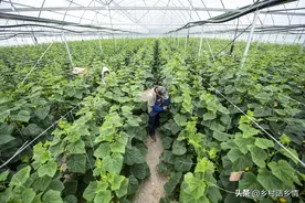 老师傅教我一个种菜小妙招，连续用了两年，效果真就挺好图片