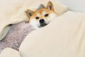 今晚早点睡吧图片