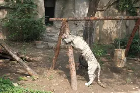老虎魔性转圈让网友担心，北京动物园回应了图片