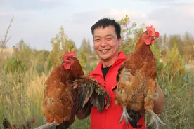 矸石山上收鸡蛋，made in 宁煤图片