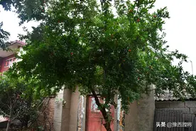 河南省平顶山宝丰县观音堂本是省级贫困乡，观在变化看植被图片