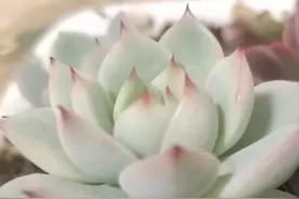 这段时间如同去年春节前夕，工作量猛增，累得够呛，还好一切顺利图片
