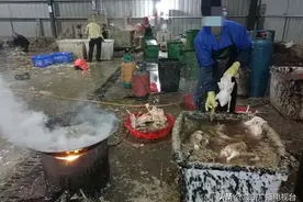 用工业松香脱鸭毛？赤壁这家店摊上事了！图片