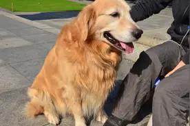金毛犬虽很暖，身上这些臭毛病让人难忍受，你家狗狗占了几个图片