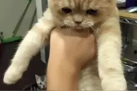 橘猫生病后网友强行灌药，下手后却后悔起来：很怕它自闭图片