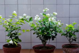 花市茉莉花叶色油绿，满头花苞，原来窍门如此简单，你也可以养好图片