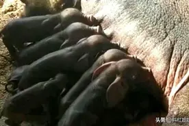 主人去看母猪喂奶时，发现里面多了只，仔细一看瞬间笑哭图片