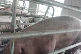 母猪皮肤上常见弥散性毛孔出血究竟是咋回事？图片