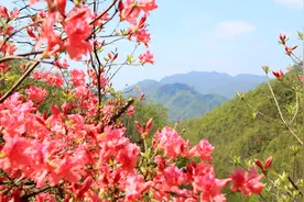 第十九届河南汝阳杜鹃花节暨炎黄文化节盛大开幕图片