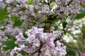 仿佛闻到了花香图片