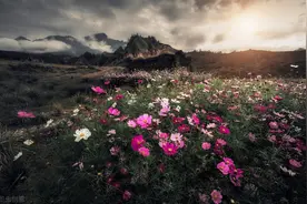 繁花落地三千——序繁花落世图片
