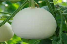 甜瓜保护地冬春茬栽培技术，种植技术分享，希望能够帮助你图片