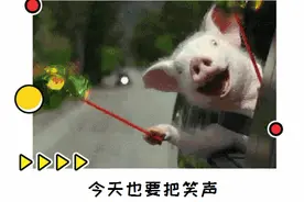 东北话解释古文，哈哈哈笑出猪叫图片
