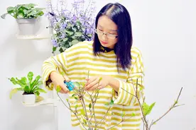 栀子花缺水变光杆，两步操作后蹭蹭冒新芽视频封面