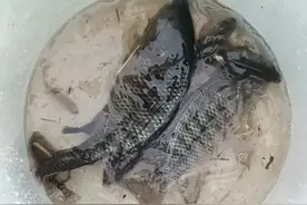 深圳曾经的臭水沟变成了清澈见底的河流，垂钓者：鱼太多钓不完图片