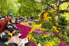 关于菊花，还有这些少为人知的第一！图片