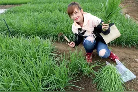 韭菜怎么割？其实老辈人常说的五句俗语，已经给出答案图片