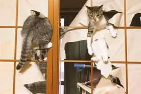 猫的这些肢体语言你都知道是什么意思吗？猫的肢体会说话图片