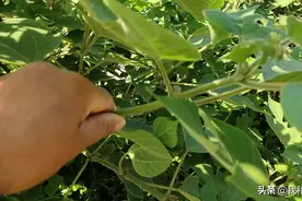 构树营养价值高，是养羊的优质饲料，与这类牧草组合，效果更好图片