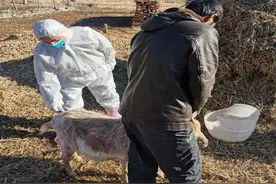 动物疫病预防控制中心到官地进行应急处置图片