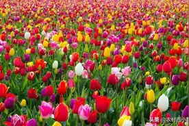 郁金香种植技术以及注意事项图片