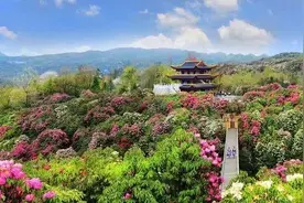 百里杜鹃花已开好，对9类人员免票图片