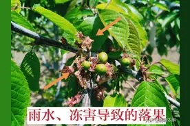 大樱桃落果分为3个时期，造成减产60%，针对性防治增产效果明显图片