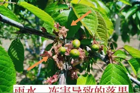 大樱桃落果分为3个时期，造成减产60%，针对性防治增产效果明显图片