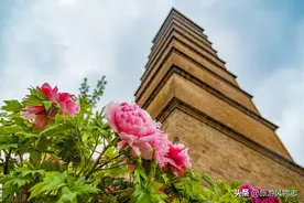 牡丹之争，洛阳、菏泽、襄阳，到底谁“甲天下”？图片