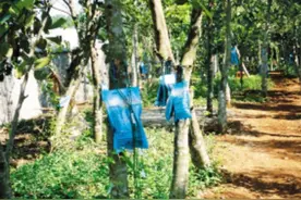 人工种植沉香第二代结香技术——吊瓶沉香图片
