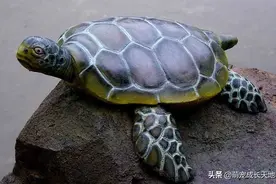 乌龟几天都不吃不拉，主人担心就喂了泻药，隔天一看：谁顶得住？图片