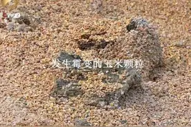 家里的母猪经常产死胎？这几点你关注了吗？图片