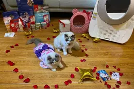 猫咪的婚礼有豪华二十件套，你却只有二十斤狗粮！心酸吧图片