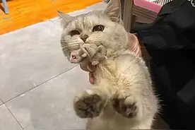 故事：把猫寄养在宠物店，隔天接到老板电话：赶紧来把猫接走图片