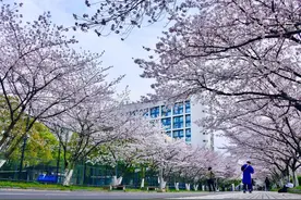 【探索】沪上这4条“樱花大道”惊艳绽放！一大波美图带你“云赏樱”图片