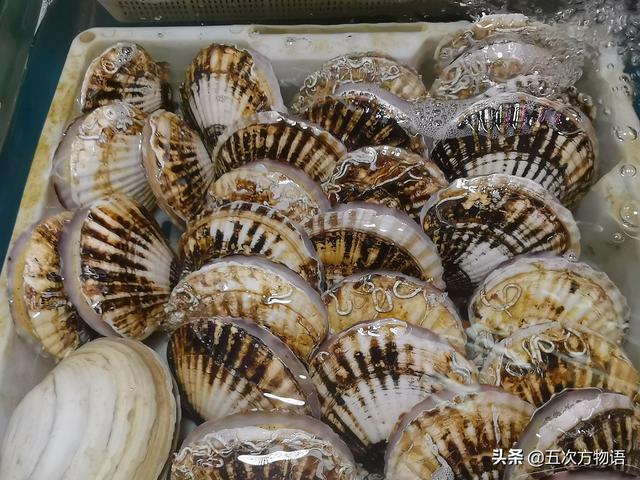 六耳赤嘴鱼胶有收藏价值吗 2026年六耳赤嘴鱼胶的功效和作用